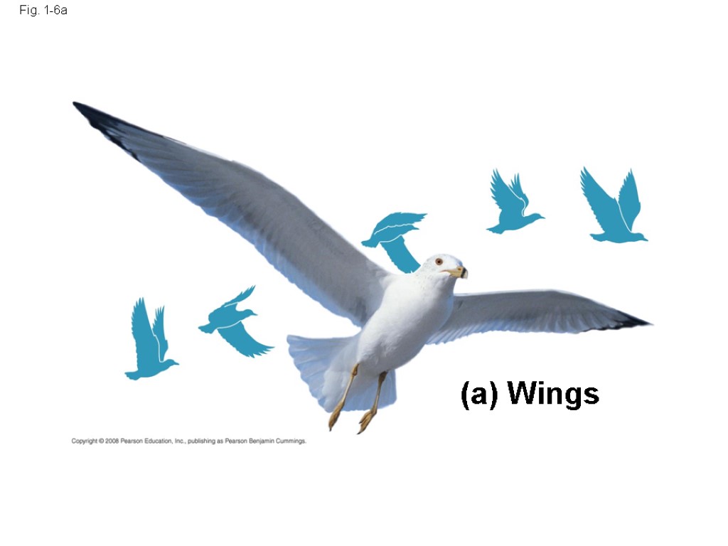 Fig. 1-6a (a) Wings